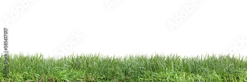Green grass on transparent background 3d rendering png
