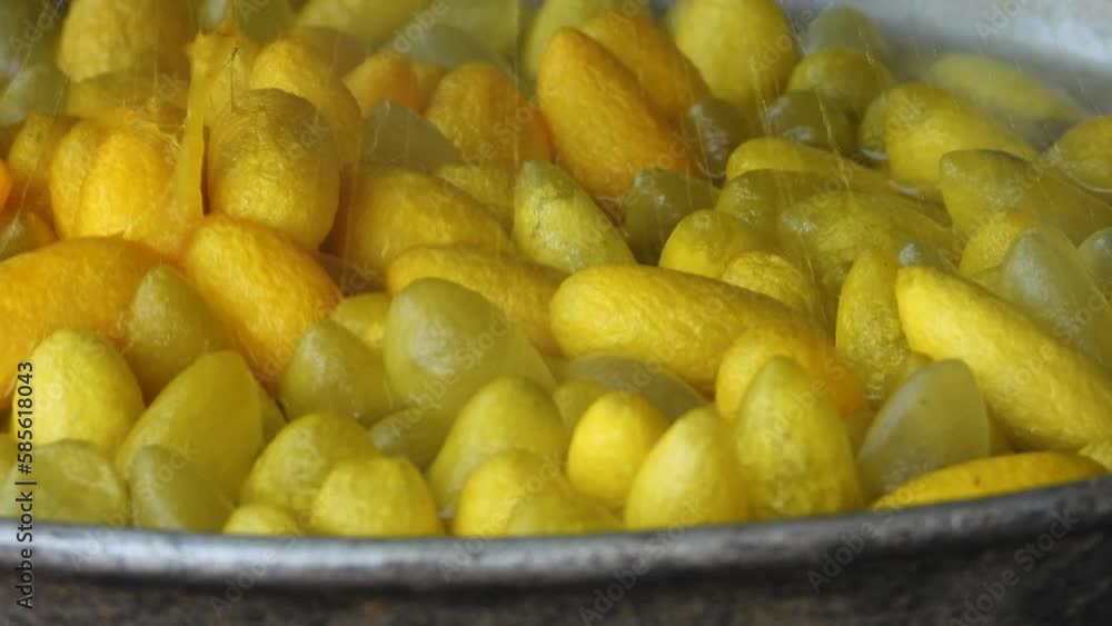 Close up view video, Yellow silk cocoon extraction, Boil the pupa to get silk, Boiled yellow silk nest to make silk thread. Close up view video, Yellow silk cocoon extraction, Boil the pupa to get silk, Boiled yellow silk nest to make silk thread.