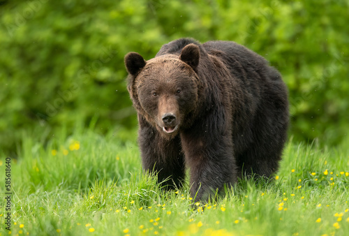 Wild brown bear ( Ursus arctos )