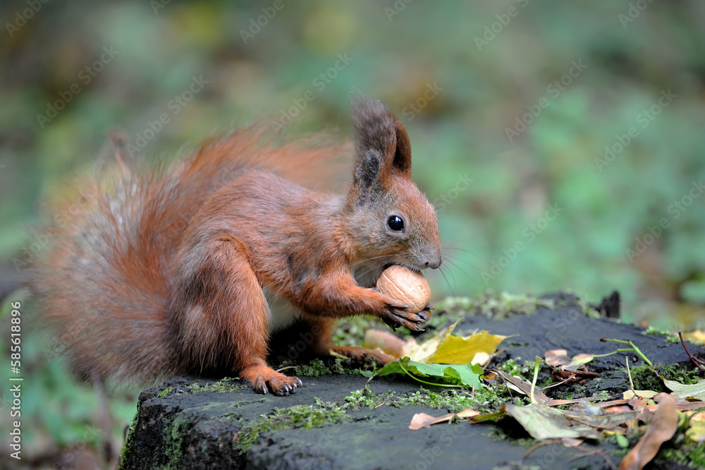Red squirrel Red squirrel
