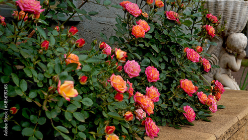 A bed of miniature roses.  Rosa 'Little Sunset' (Korlutmag).  A fabulous patio rose bred by Kordes Roses.