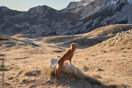 dog in the mountains. Nova Scotia duck tolling Retriever in nature. Hiking with a pet