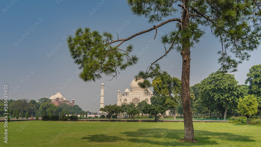 The garden of the Taj Mahal complex. A sprawling coniferous tree grows on a green lawn. In the distance, against the blue sky, the white marble mausoleum, the Kau Ban Mosque are visible. India. Agra