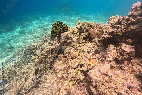 A black and yellow soft coral in Moalboal, Cebu in the Philippines, surrounded by hard corals.