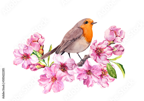 Bird in spring cherry blossom  pink apple flowers. Spring floral branch of flowering sakura and robin. Watercolor vector