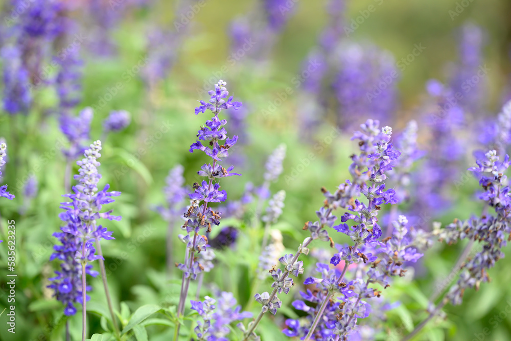 Blue salvia flower blossom in a garden, Spring season Blue salvia flower blossom in a garden, Spring season