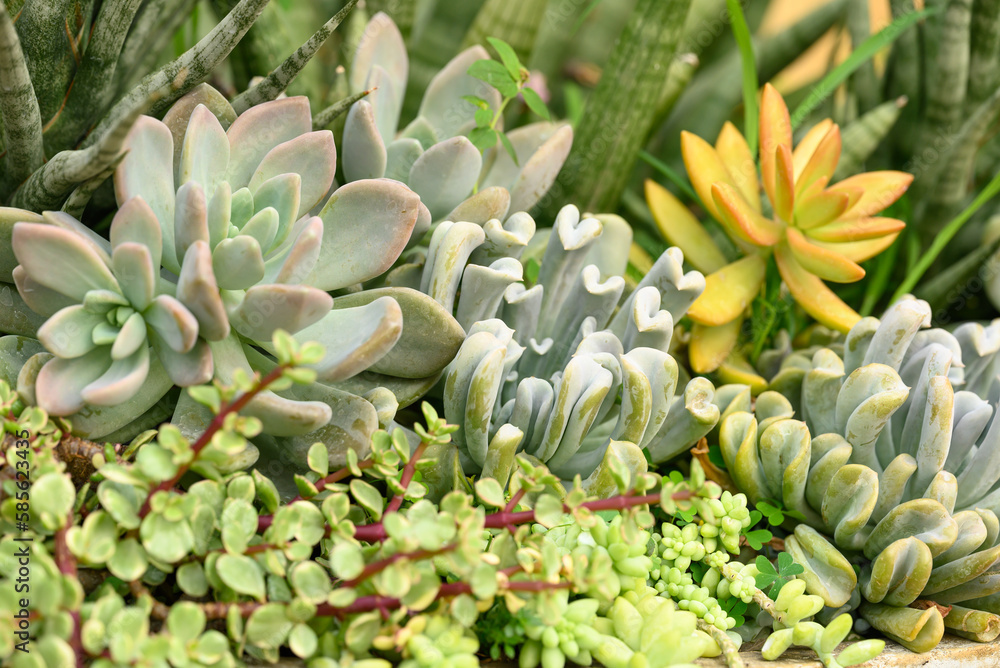 Various succulent plant, decoration houseplant Various succulent plant, decoration houseplant