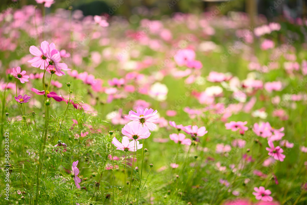 Beautiful cosmos flowers blossom in garden, Flower field in spring season