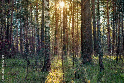 sunset in a wild pine forest, the sun breaks through the tree trunks