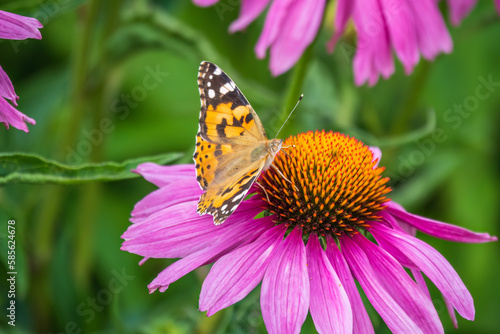 Beautiful butterfly painted lady or Vanessa cardui sitting on purple Echinacea flower in the summer. Close up. Macro. © Dmitrii Potashkin