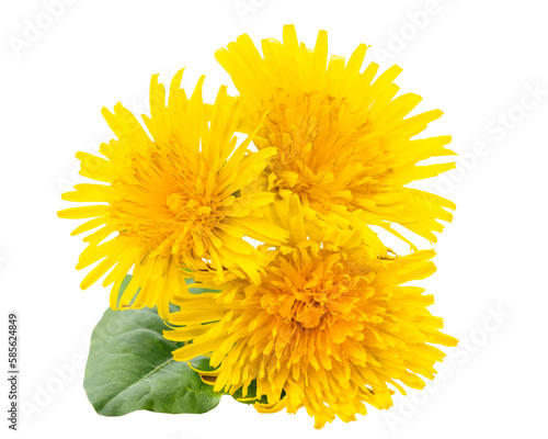 Bouquet of three yellow dandelions close-up top view. Isolated on white background.