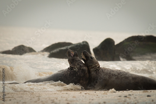 Fighting grey seals (Halichoerus grypus)