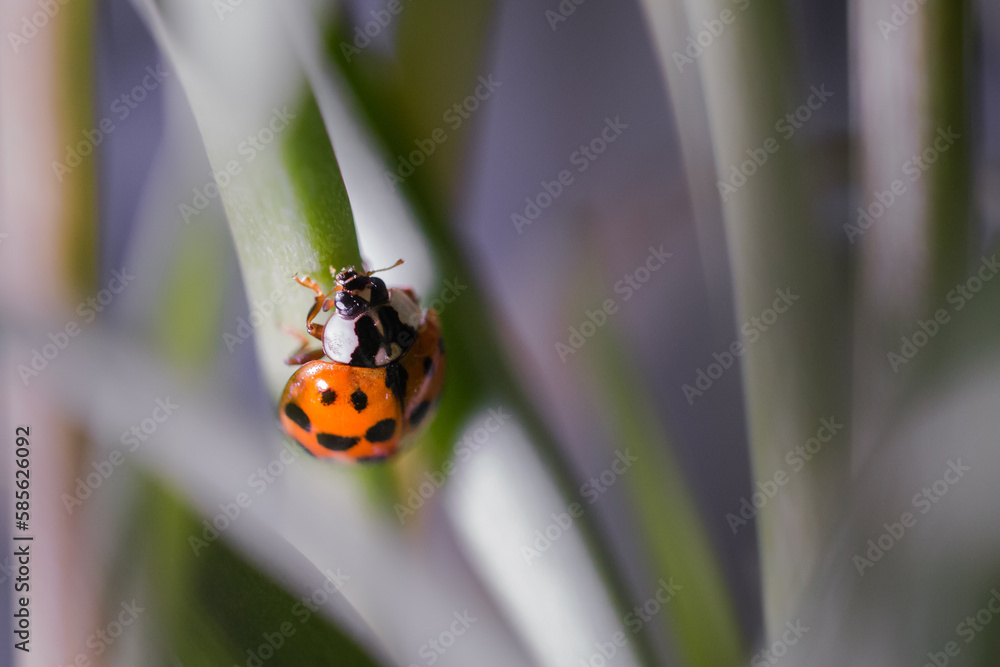 Harlequin ladybird (Harmonia axyridis) in the vegetation Harlequin ladybird (Harmonia axyridis) in the vegetation