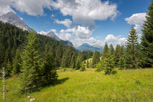 Fototapeta Naklejka Na Ścianę i Meble -  Meadows and forest of Norway spruce, Picea abies, in the Mieming Range, State of Tyrol, Austria