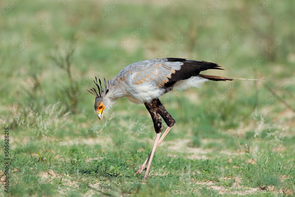 A secretary bird (Sagittarius serpentarius) hunting in natural habitat, South Africa.