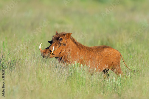 A warthog (Phacochoerus africanus) in natural habitat, Mokala National Park, South Africa.