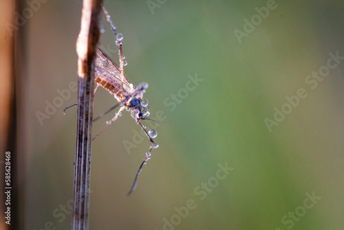 Dew covered mosquito