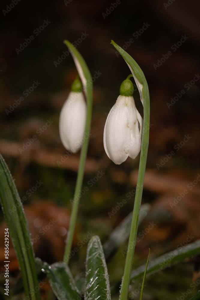 Fototapeta premium Two snowdrop flowers (Galanthus nivalis)