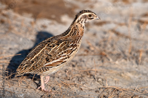 Common quail or Coturnix coturnix or European quail observed in Rann of Kutch