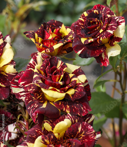 Photos Rosa 'Abracadabra' (Korhocsel)