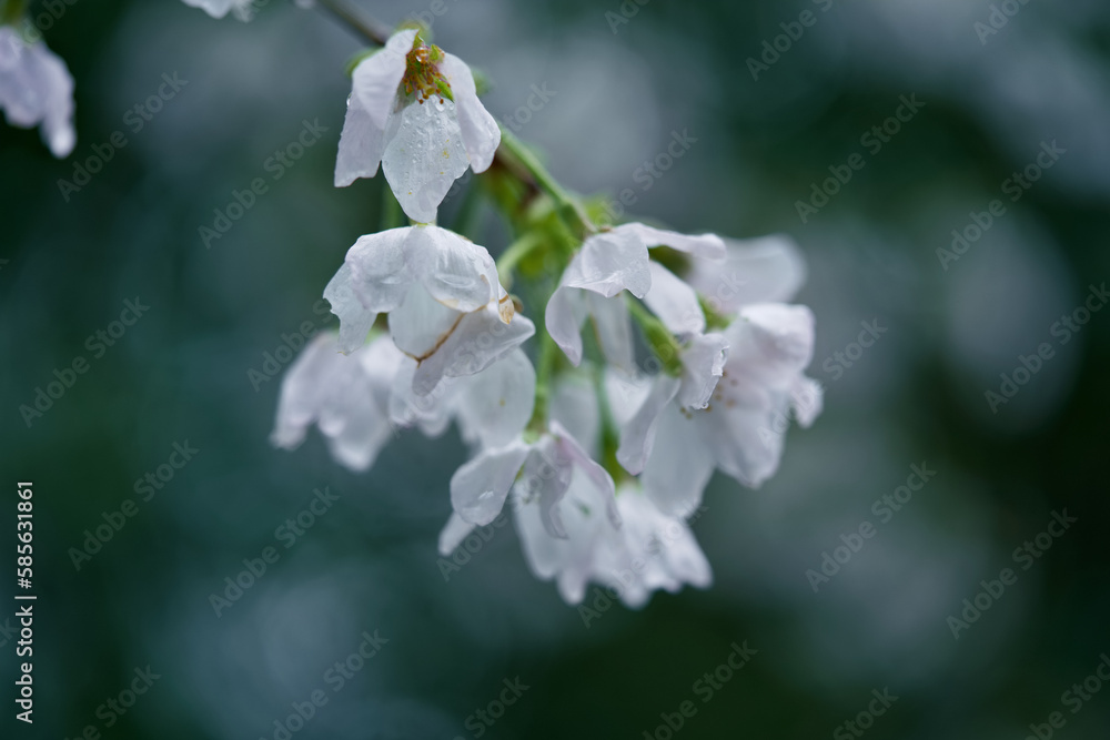Sakura (Cherry Blossom) in rainy days, Tokyo Japan Sakura (Cherry Blossom) in rainy days, Tokyo Japan