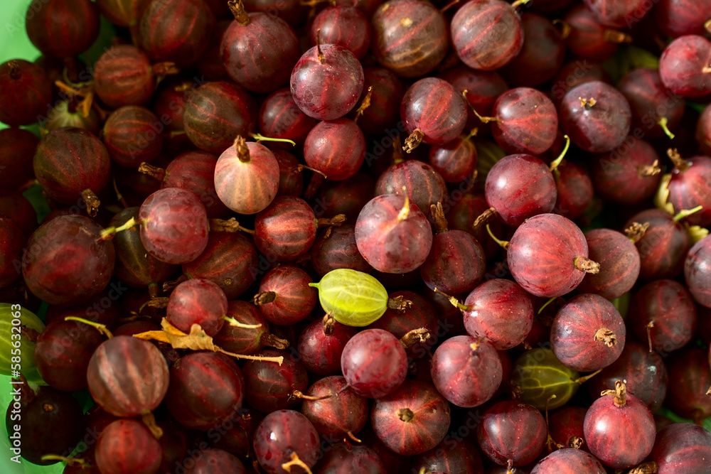 Obraz premium gooseberries in a bowl on the grass, red gooseberry berry in a bowl