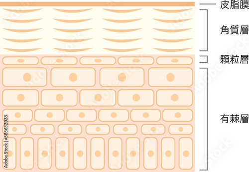 肌断面図　健康な肌の断面のベクターイラスト