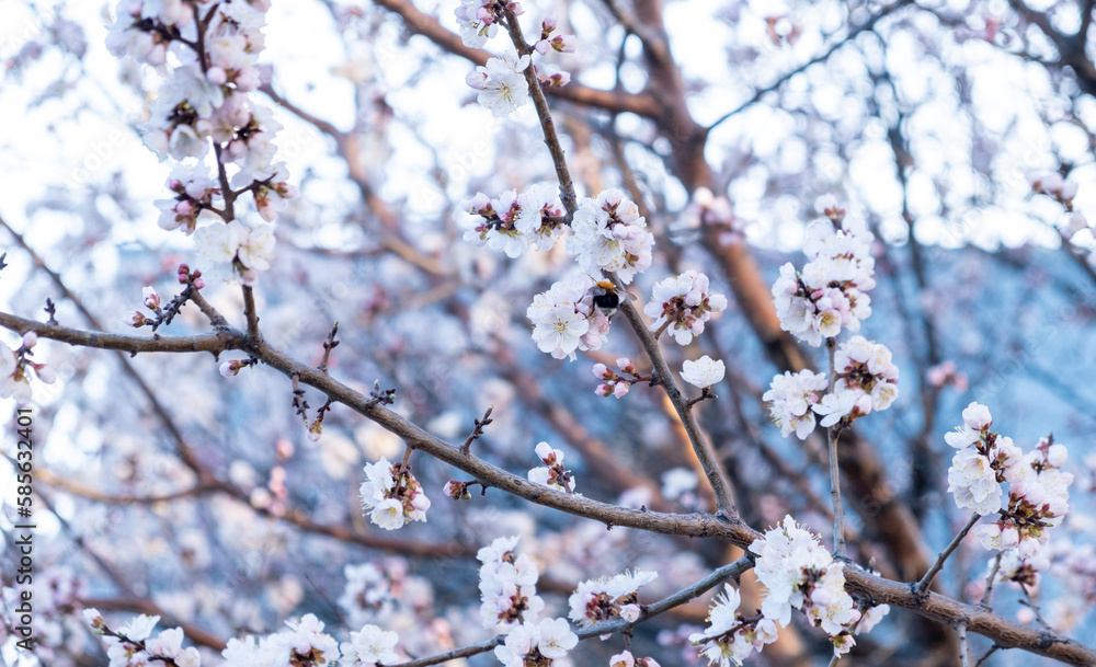 apricot flowers, beautiful spring background, selective focus.