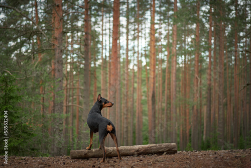 Photography dog in a pine forest