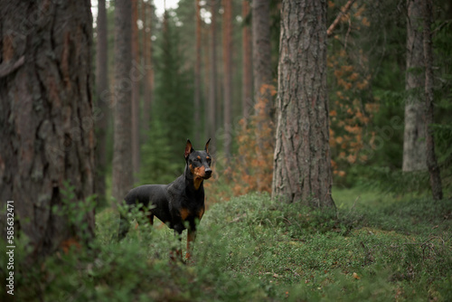 Photography dog in a pine forest