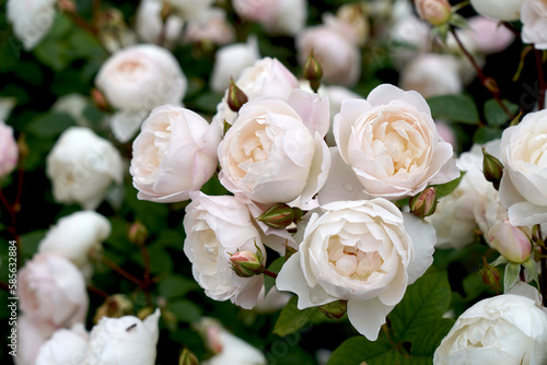 Rosa 'Desdemona' (Auskindling).  A beautiful white English rose, bred by David Austin Roses. photo