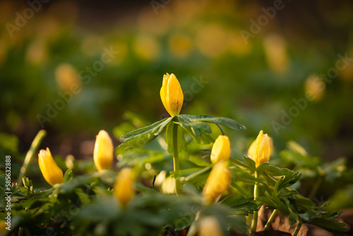 Obraz na plátne Group of winter aconite flowers (Eranthis hyemalis)
