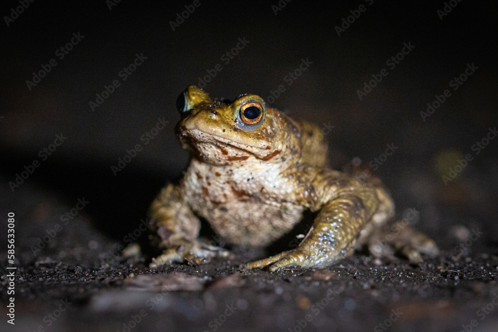 Fototapeta premium Male toad (Bufo bufo) on a path at night
