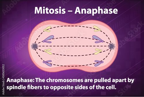 Process of mitosis anaphase with explanations