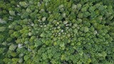 A drone view above the green Pennsylvanian Appalachian summer forest.