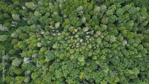 A drone view above the green Pennsylvanian Appalachian summer forest. © Thomas