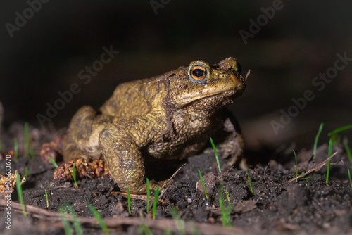 Common toad (Bufo bufo) on earth at night