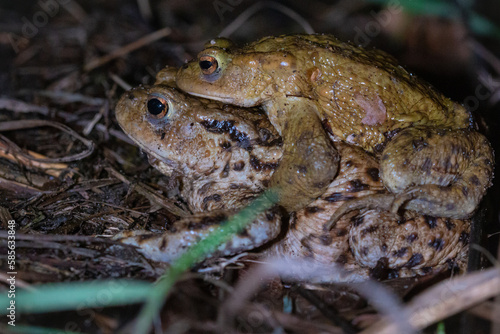 Piggy back toads (Bufo bufo)