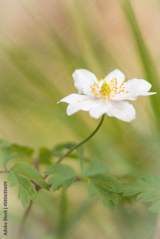 Single anemone flower (Anemone nemorosa)
