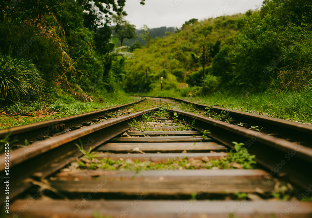 Railway track on green forest landscape.