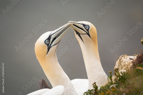 Pair of gannet (Morus bassanus) touching beaks