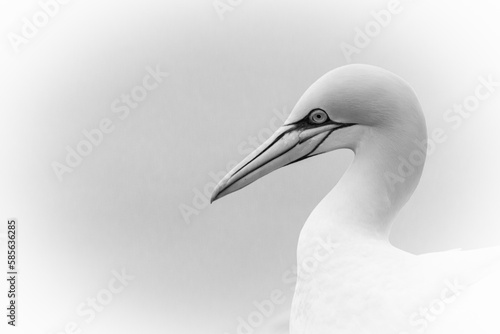 Black and white gannet (Morus bassanus) headshot