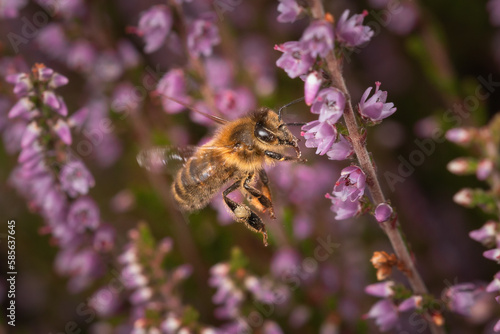 Heather mining bee (Andrena fuscipes) feeding in the heather © Claire Haskins
