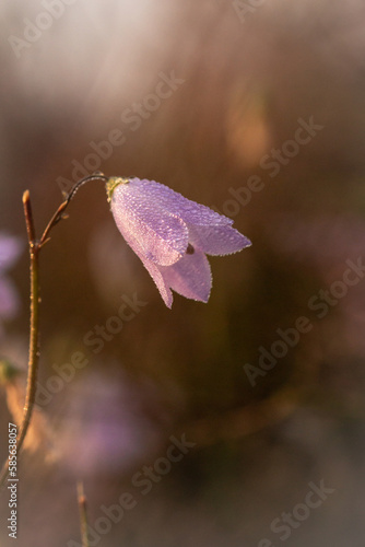 Portrait of a dew covered purple harebell - Campanula rotundifolia
