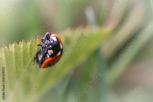 Seven spot ladybird (Coccinella septempunctata) on a leaf © Claire Haskins