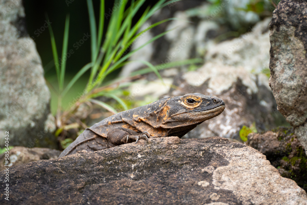 iguana close-up - probably a black spiny tailed iguana (ctenosaura similis) - among rocks in nature. Photographed in Panama Viejo, Panama CIty. iguana close-up - probably a black spiny tailed iguana (ctenosaura similis) - among rocks in nature. Photographed in Panama Viejo, Panama CIty.