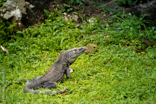 iguana  - probably a black spiny tailed iguana (ctenosaura similis) -  sitting amidst the green grass. Photographed in Panama Viejo, Panama CIty.