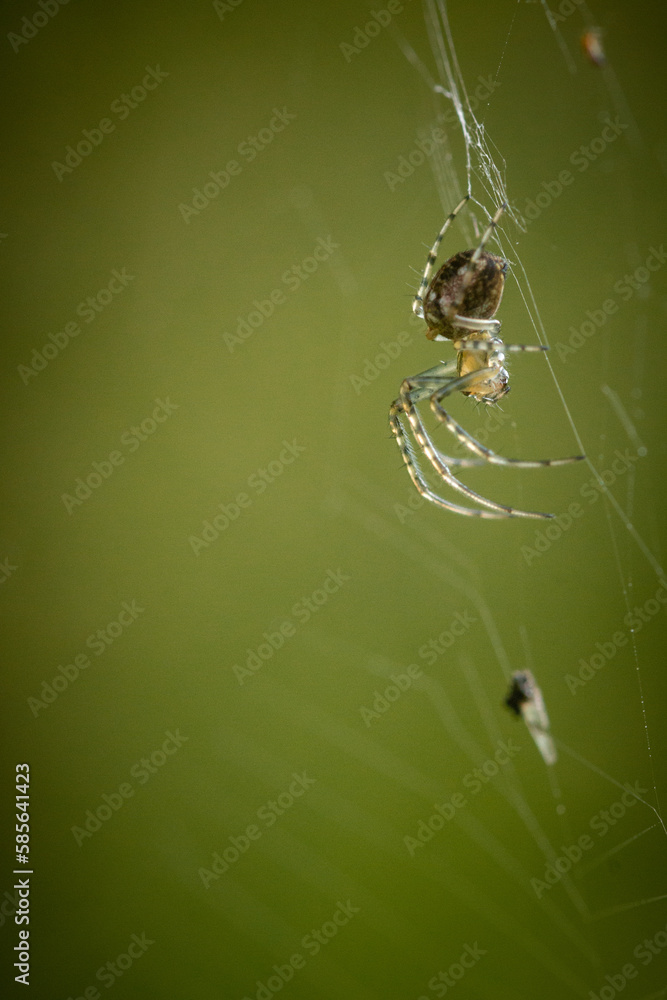 Orb Weaver spider (Metellina mengei) on a spider web Orb Weaver spider (Metellina mengei) on a spider web
