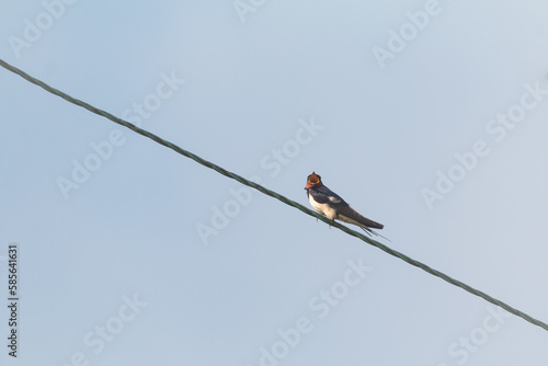 Swallow (Hirundo rustica) sitting on a power line