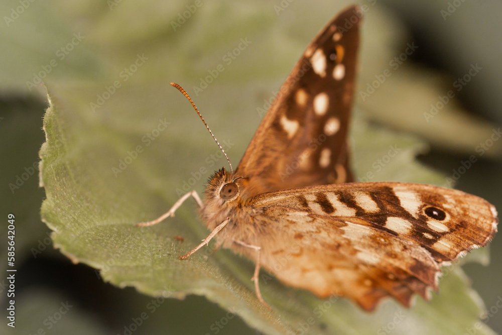 Obraz premium Speckled wood (Pararge aegeria) on a leaf